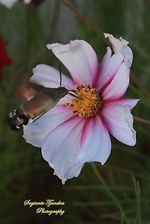 Hummingbird Hawk-Moth  China,Fall,Geotagged