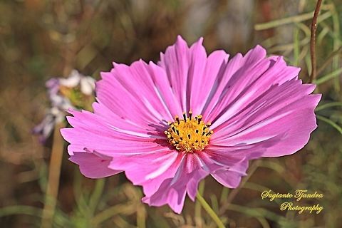 Pink Garden Cosmos, Cosmos bipinnatus  China,Cosmos bipinnatus,Fall,Garden Cosmos,Geotagged