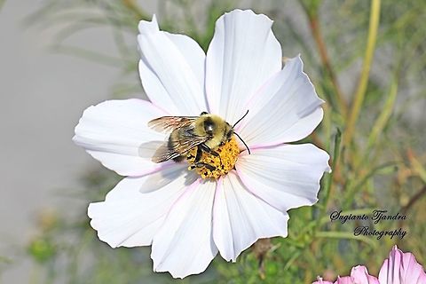 Bumble Bee "sucking nectar" on the White Sonata/Garden Cosmos flower  China,Fall,Geotagged