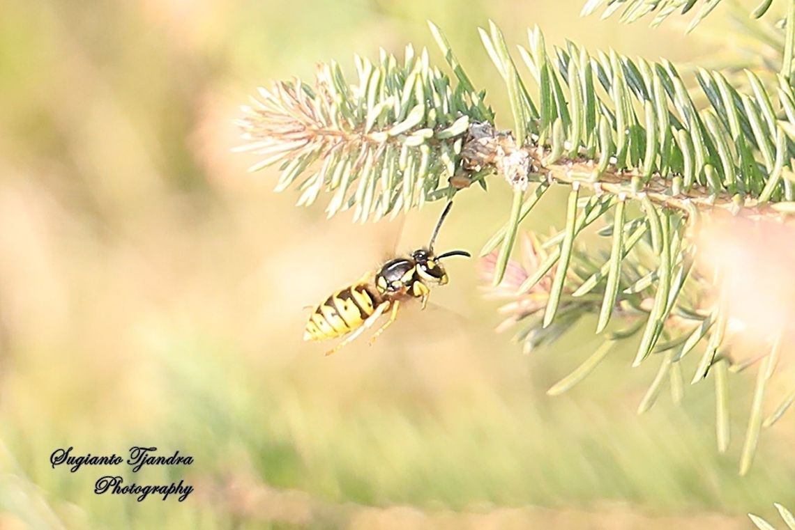 The Yellowjacket wasp, Vespidae  China,Fall,Geotagged,German wasp,Vespula germanica
