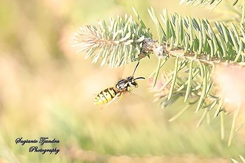 The Yellowjacket wasp, Vespidae  China,Fall,Geotagged,German wasp,Vespula germanica