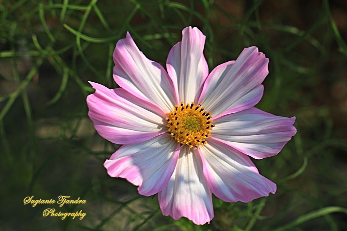 The Garden Cosmos, Cosmos bipinnatus  China,Cosmos bipinnatus,Fall,Garden Cosmos,Geotagged