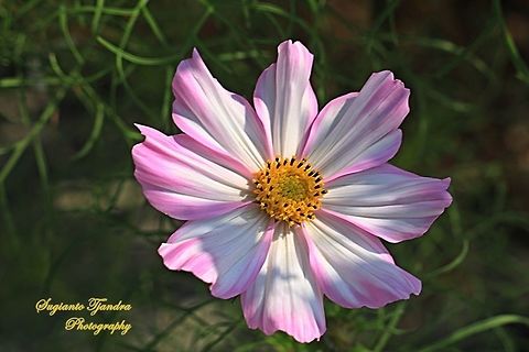 The Garden Cosmos, Cosmos bipinnatus  China,Cosmos bipinnatus,Fall,Garden Cosmos,Geotagged