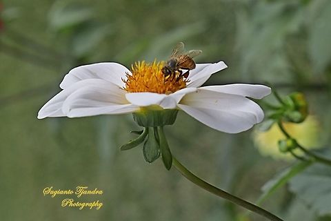 Honey Bee  China,Fall,Geotagged