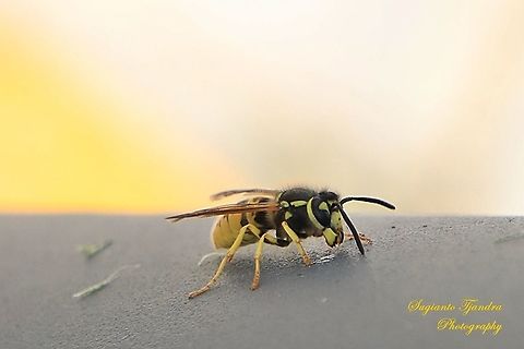 The Yellowjacket, Vespidae  China,Fall,Geotagged,German wasp,Vespula germanica