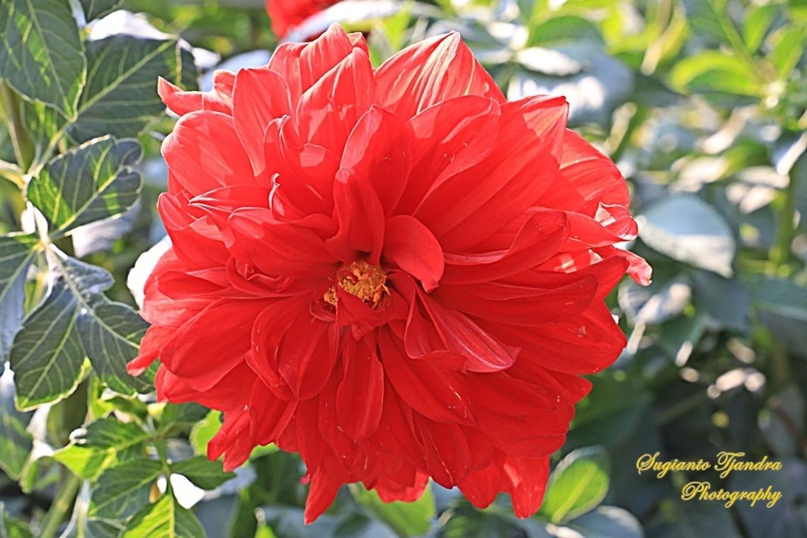 Dahlia Pinnata. Garden Dahlia, Asteraceae  China,Dahlia pinnata,Fall,Geotagged