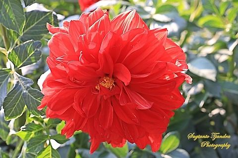 Dahlia Pinnata. Garden Dahlia, Asteraceae  China,Dahlia pinnata,Fall,Geotagged