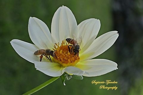 Honey Bees sucking nectar on the Dahlia 'Bishop Of Dover' flower  China,Fall,Geotagged