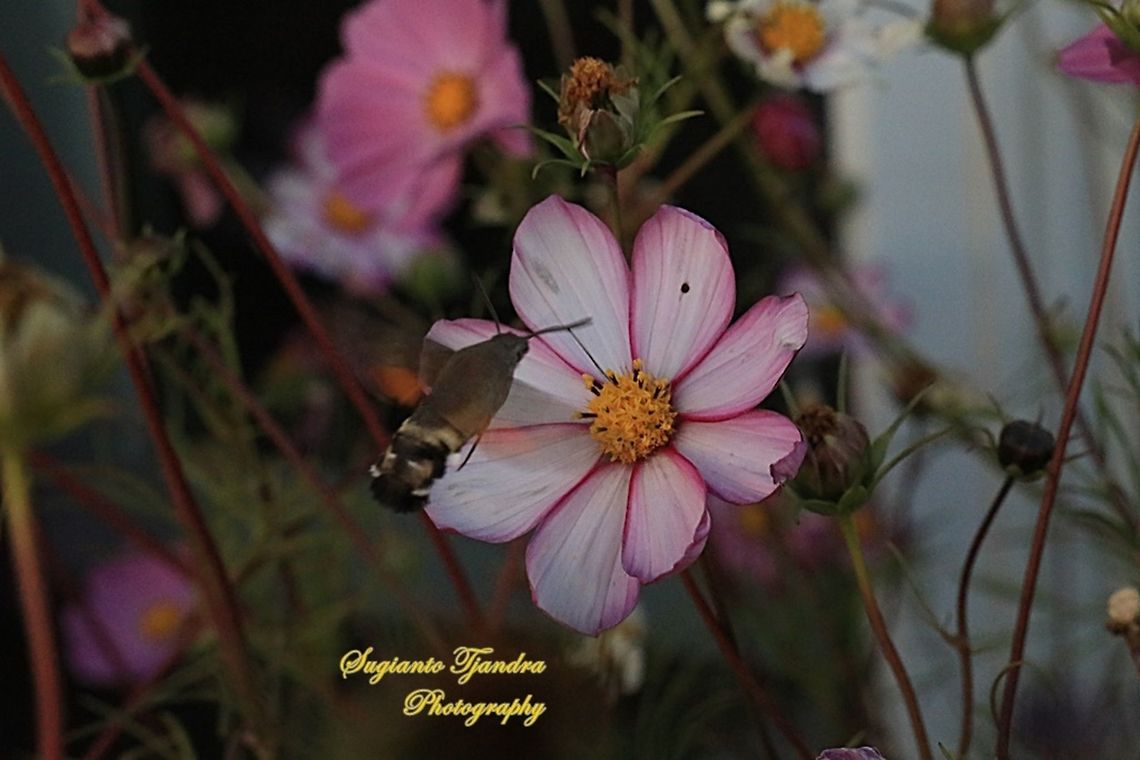 Hummingbird Hawk-Moth  China,Fall,Geotagged