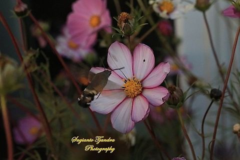 Hummingbird Hawk-Moth  China,Fall,Geotagged