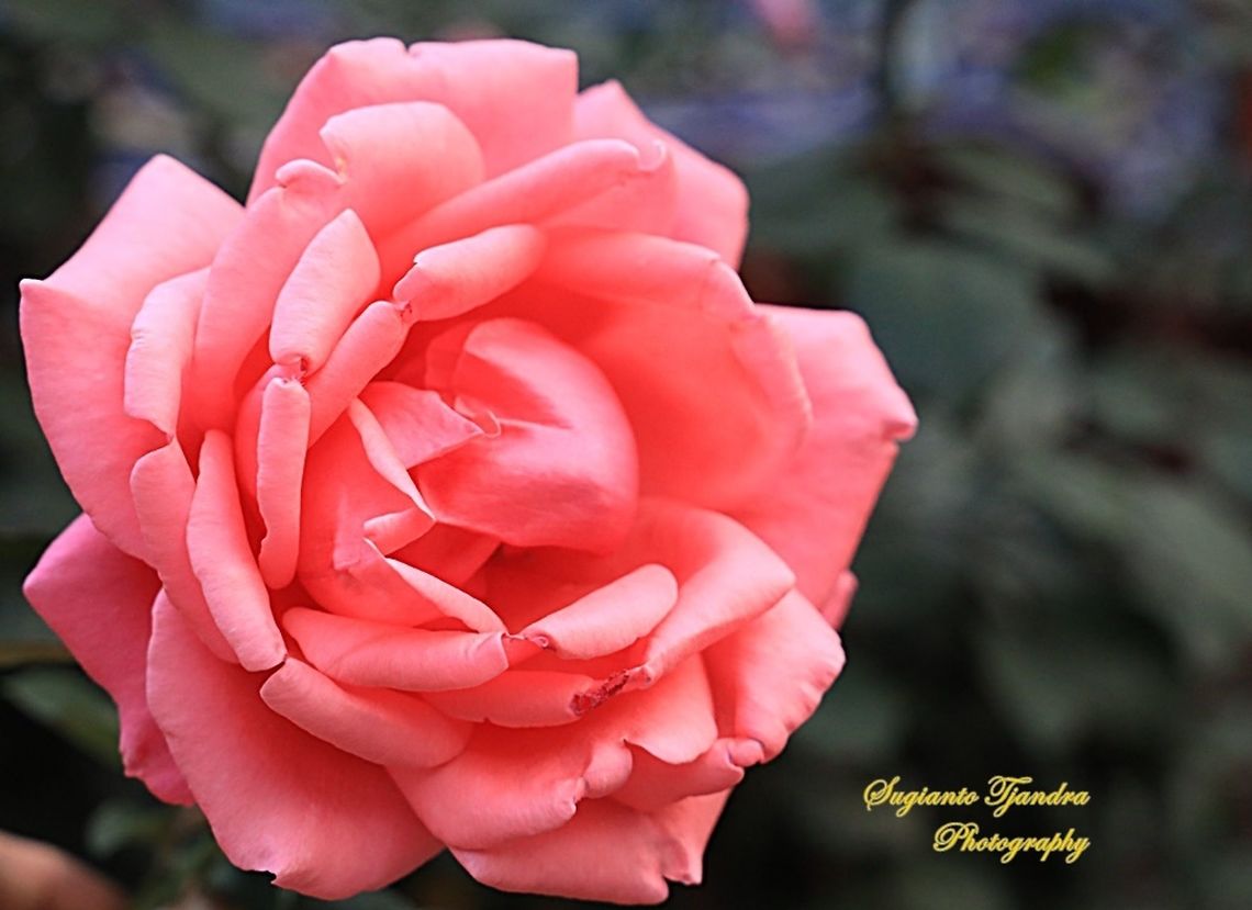 Pink Rose  China,Fall,Geotagged