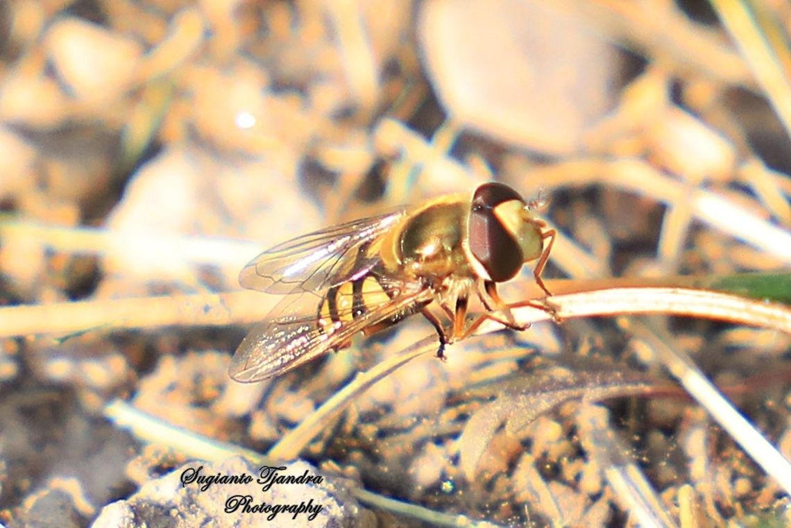 Hoverfly, China  China,Fall,Geotagged