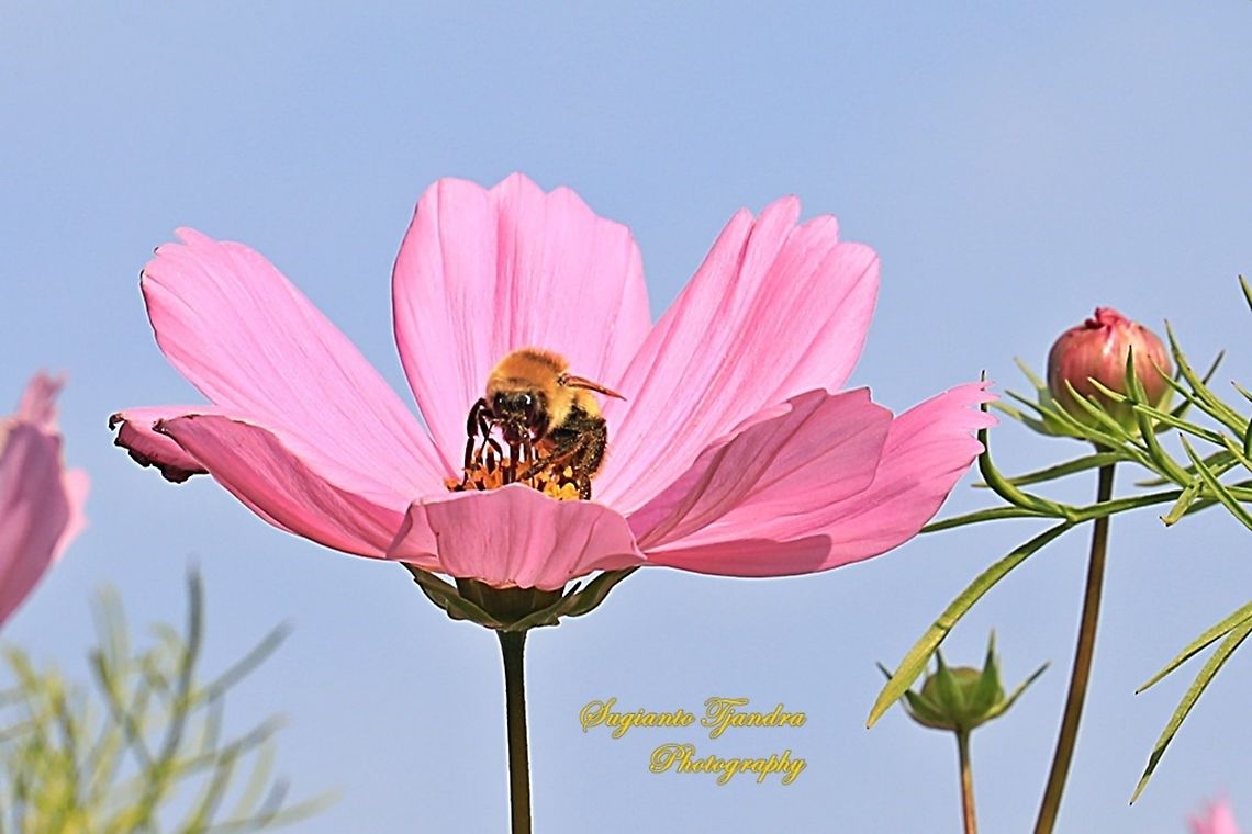 Bumble Bee "sucking nectar" on the Pink Garden Cosmos flower  China,Fall,Geotagged