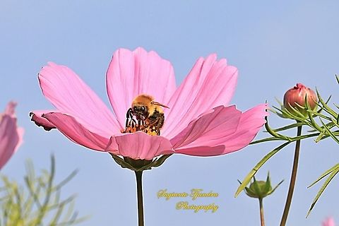Bumble Bee "sucking nectar" on the Pink Garden Cosmos flower  China,Fall,Geotagged
