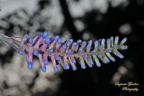 Pink blue Aechmea, apocalyptica gamesopela bromeliad flower  Aechmea apocalyptica,Geotagged,Indonesia,Winter