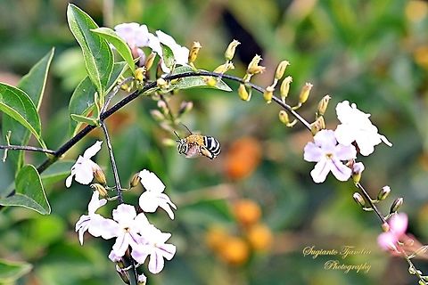 Blue banded Bee, Amegilla Sp.  Geotagged,Indonesia,Winter