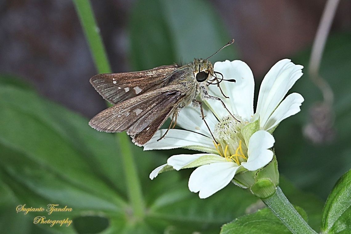 Skipper Butterfly, small branded swift (Pelopidas agna)  Dark branded swift,Geotagged,Indonesia,Pelopidas agna,Winter