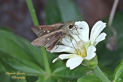 Skipper Butterfly, small branded swift (Pelopidas agna)  Dark branded swift,Geotagged,Indonesia,Pelopidas agna,Winter