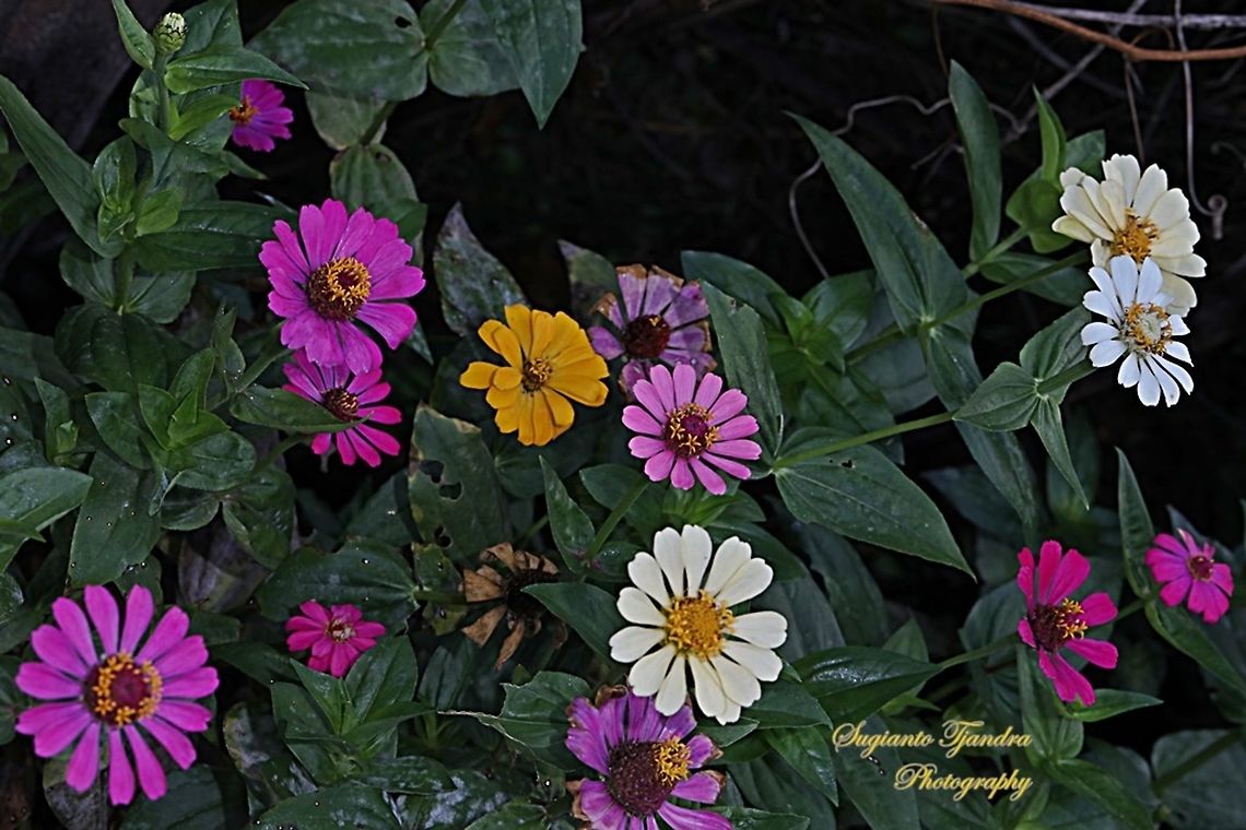 Zinnia flowers  Geotagged,Indonesia,Winter