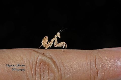 Flower mantis Nymph (Creobroter Sp)  Creobroter pictipennis,Geotagged,Indian flower mantis,Indonesia,Winter