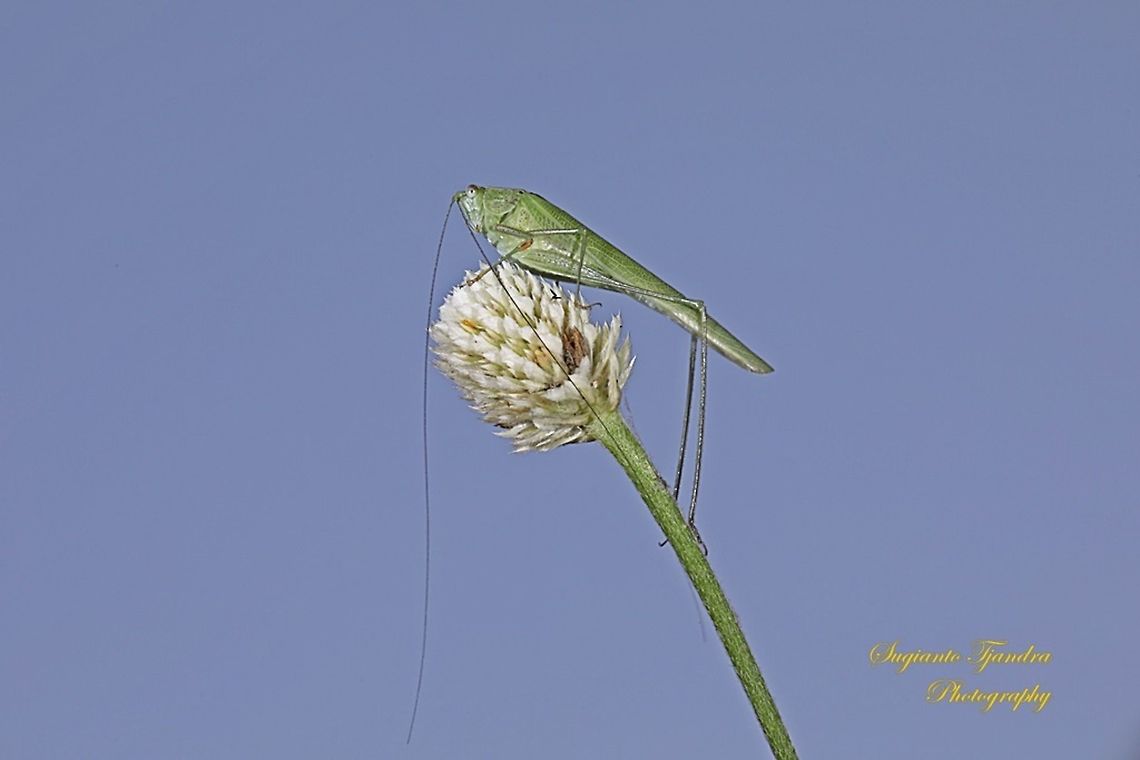 Fork-tailed Bush Katydid, Tettigoniidae  Geotagged,Great Green Bush-Cricket,Indonesia,Tettigonia viridissima,Winter
