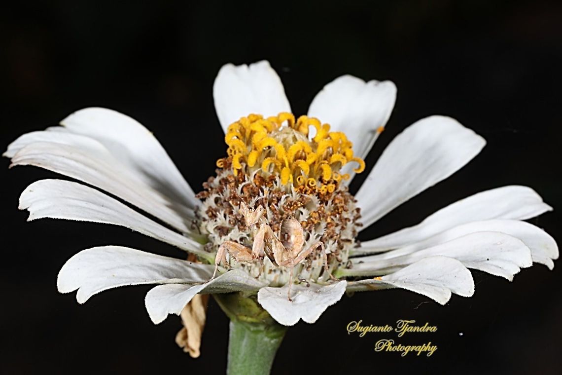 Flower mantis Nymph (Creobroter Sp) on the White Zinnia flower  Geotagged,Indonesia,Winter