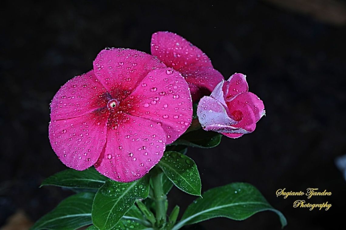 Madagascar Periwinkle, Apocynaceae  Geotagged,Indonesia,Winter