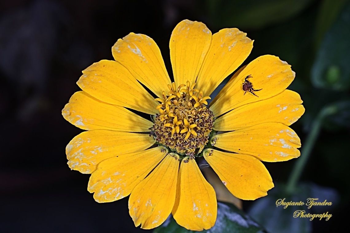 Brown tiny Crab Spider on the yellow Zinnia flower  Geotagged,Indonesia,Winter
