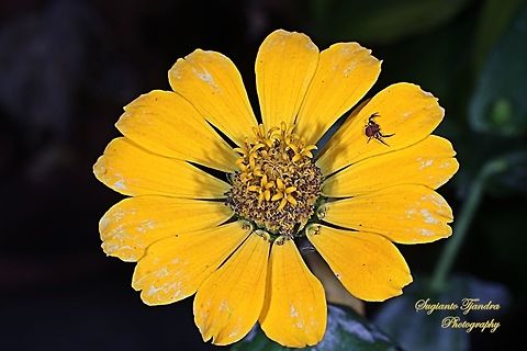 Brown tiny Crab Spider on the yellow Zinnia flower  Geotagged,Indonesia,Winter