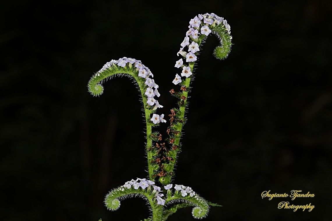 Sangketan (Indian Heliotrope), Heliotropium indicum Linn  Geotagged,Heliotropium indicum,Indian heliotrope,Indonesia,Winter
