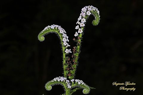 Sangketan (Indian Heliotrope), Heliotropium indicum Linn  Geotagged,Heliotropium indicum,Indian heliotrope,Indonesia,Winter