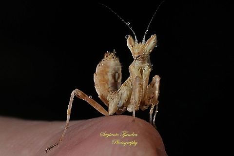 Flower mantis Nymph (Creobroter Sp)  Geotagged,Hymenopus coronatus,Indonesia,Malaysian Orchid Mantis,Winter