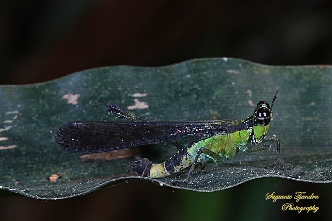 Monkey Hopper, Erucius sp.  Geotagged,Indonesia,Winter