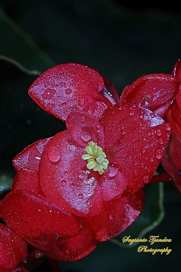 Red Begonia flower, Begoniaceae  Geotagged,Indonesia,Winter