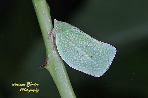 Green Planthopper, Siphanta acuta (Flatidae)  Geotagged,Indonesia,Siphanta acuta,Spring,Torpedo bug