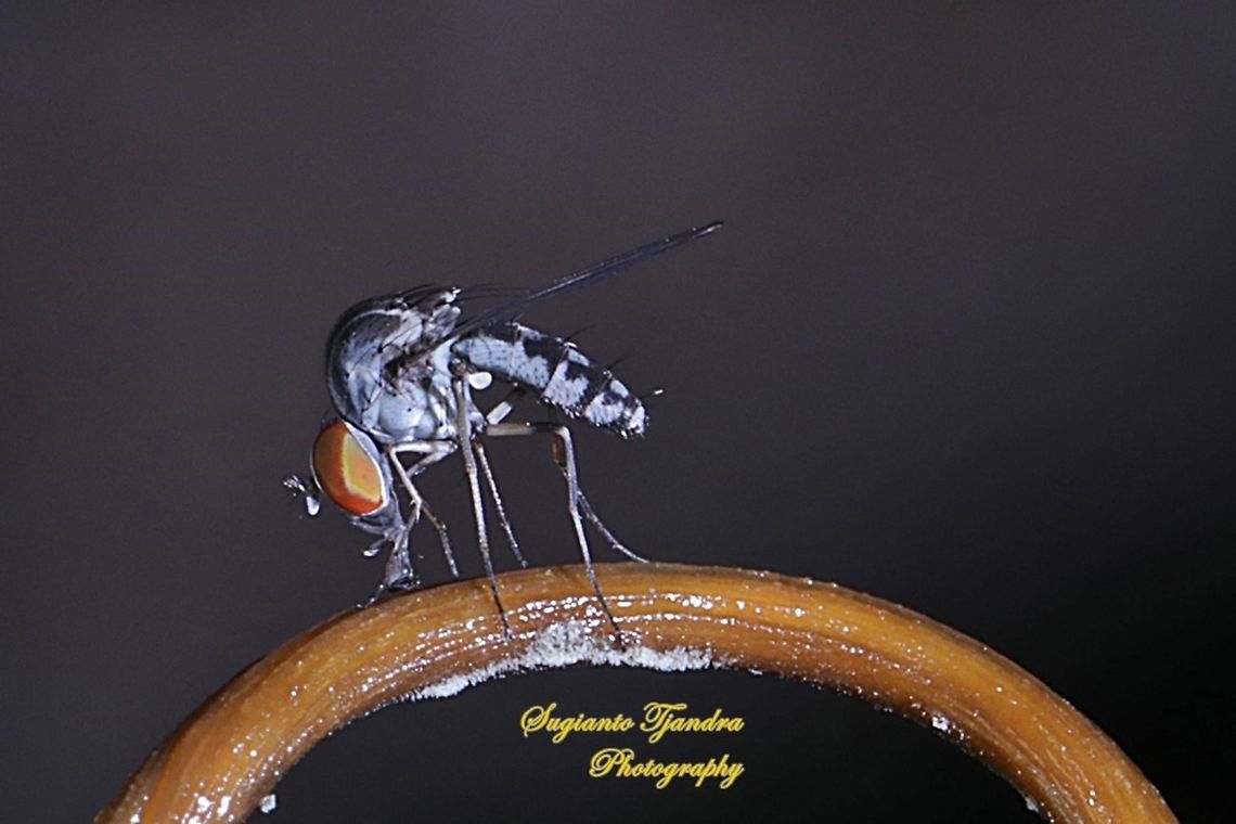Lalat Bungkuk, Quasimodo fly, Curtonotidae  Geotagged,Indonesia,Spring