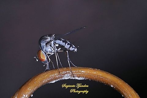 Lalat Bungkuk, Quasimodo fly, Curtonotidae  Geotagged,Indonesia,Spring