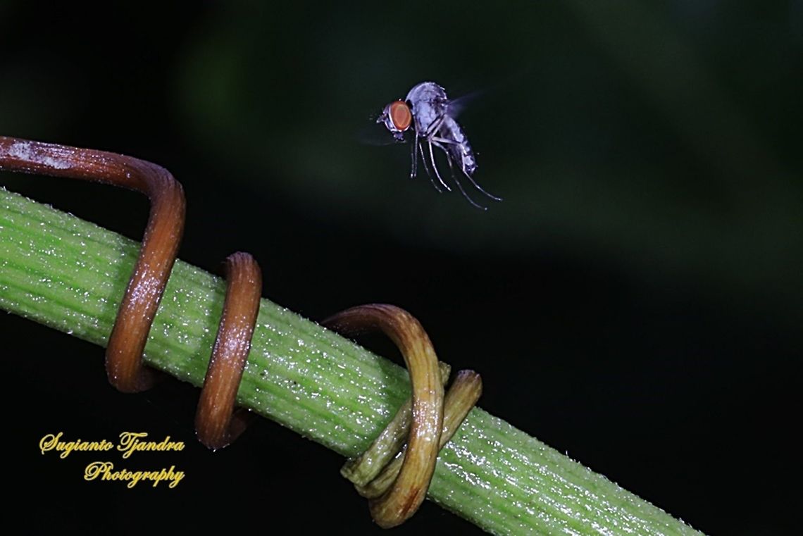 Lalat Bungkuk, Quasimodo fly, Curtonotidae "flying"  Geotagged,Indonesia,Spring