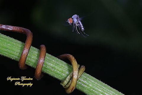 Lalat Bungkuk, Quasimodo fly, Curtonotidae "flying"  Geotagged,Indonesia,Spring
