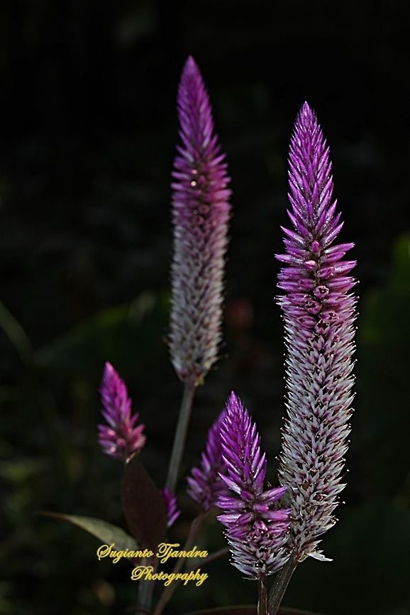 Flamingo Feather, Celosia Spicata, Amaranthaceae  Celosia spicata,Geotagged,Indonesia,Spiked cockscomb,Winter