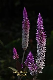 Flamingo Feather, Celosia Spicata, Amaranthaceae  Celosia spicata,Geotagged,Indonesia,Spiked cockscomb,Winter