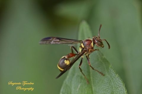 Small Brown Paper Wasp, Ropalidia Sp  Geotagged,Indonesia,Ropalidia revolutionalis,Small brown paper wasp,Spring