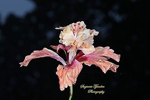 Hibiscus flower  Geotagged,Indonesia,Spring