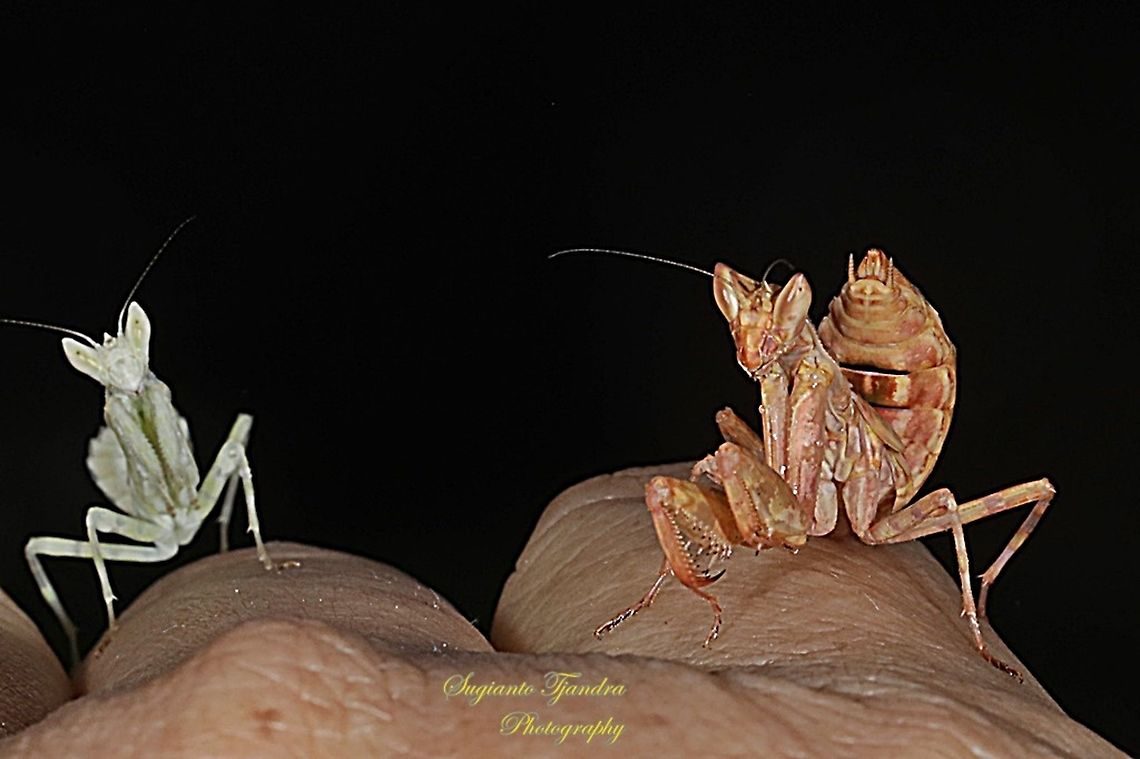 Duo Flower mantis Nymph (Creobroter Sp)  Geotagged,Indonesia,Spring