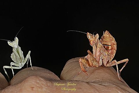 Duo Flower mantis Nymph (Creobroter Sp)  Geotagged,Indonesia,Spring