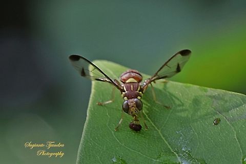 Oriental fruit fly, Indonesia  Bactrocera dorsalis,Geotagged,Indonesia,Oriental Fruit Fly,Spring