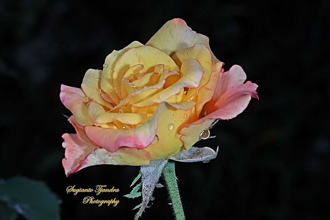 Bicolor Rose  Geotagged,Indonesia,Spring