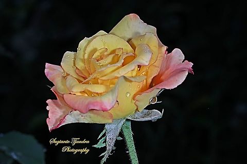 Bicolor Rose  Geotagged,Indonesia,Spring