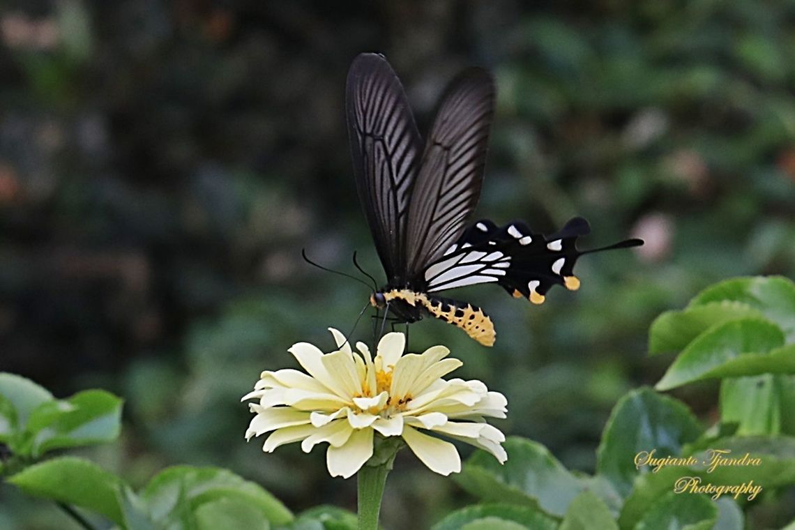 The Common Clubtail Swallowtail Butterfly, Losaria coon coon, (Papilionidae) - male  Geotagged,Great Mormon,Indonesia,Papilio memnon,Spring