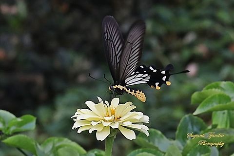 The Common Clubtail Swallowtail Butterfly, Losaria coon coon, (Papilionidae) - male  Geotagged,Great Mormon,Indonesia,Papilio memnon,Spring